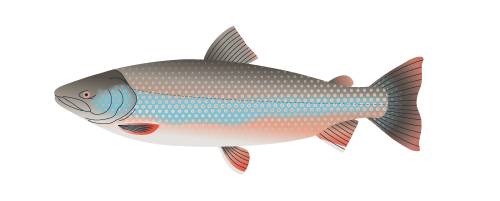 Bull Trout
