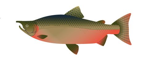 Spring Chinook
