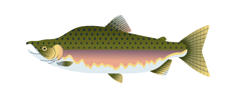 Pink Salmon (Odd Year)