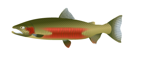 Summer Steelhead