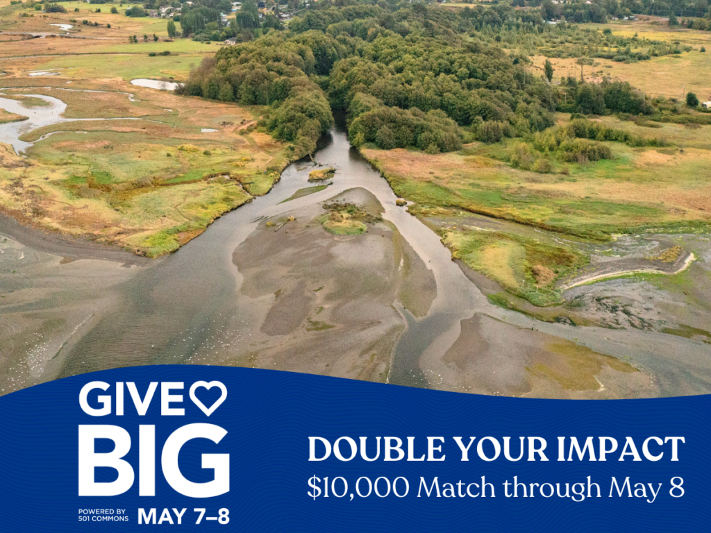 Aerial view of the Dungeness River, where you can GiveBIG to save salmon during drought. 