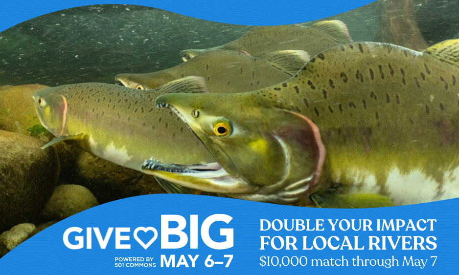 Fish underwater with the text, "GiveBIG May 6-7 Double your impact for local rivers $10,000 match through May 7. Powered by 501 Commons."