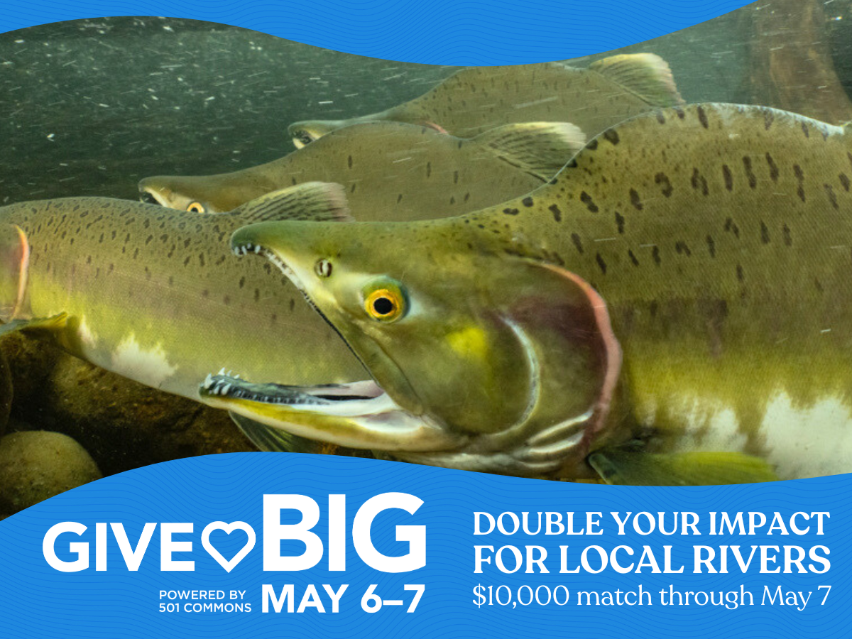 Fish underwater looking at camera above the text, "GiveBIG Powered by 501 Commons May 6-7 Double your impact for local rivers $10,000 match through May 7"