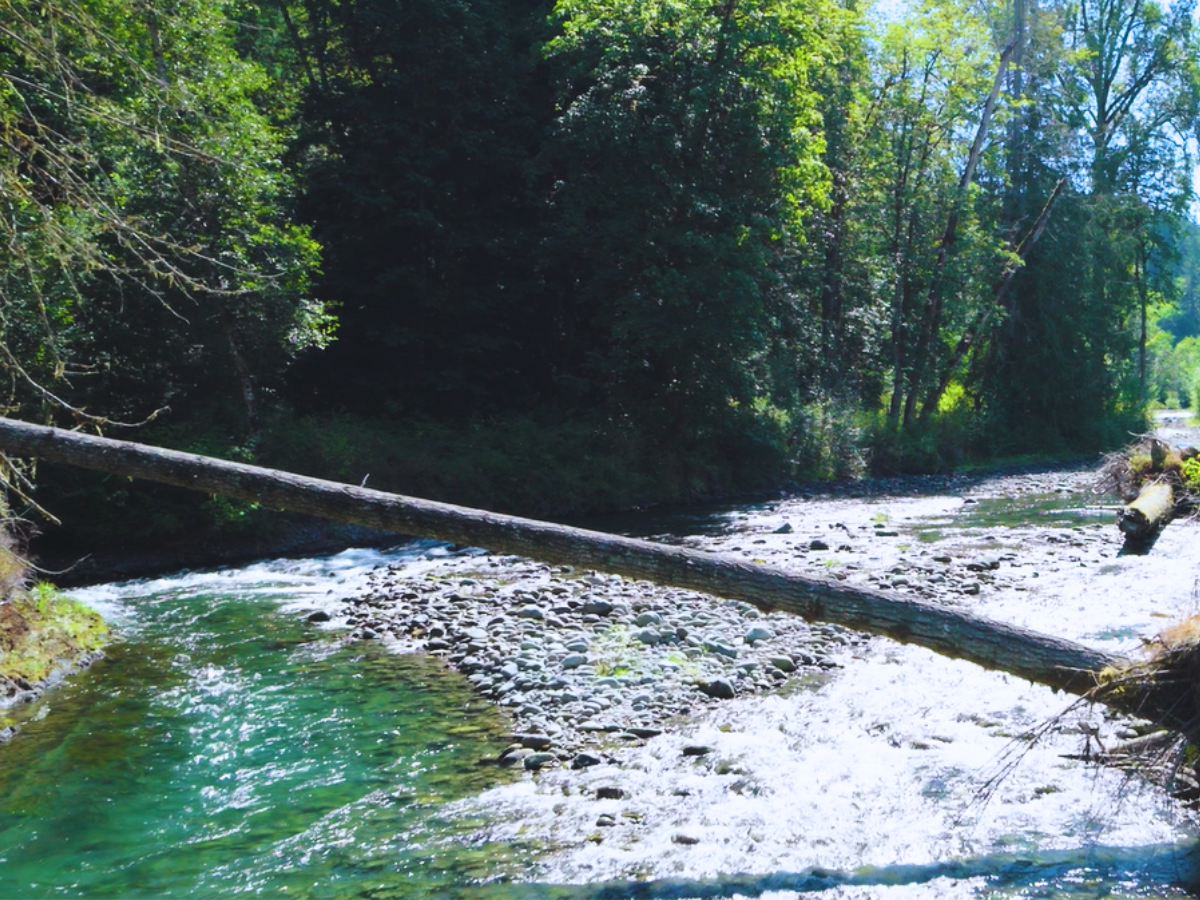 The Dungeness River