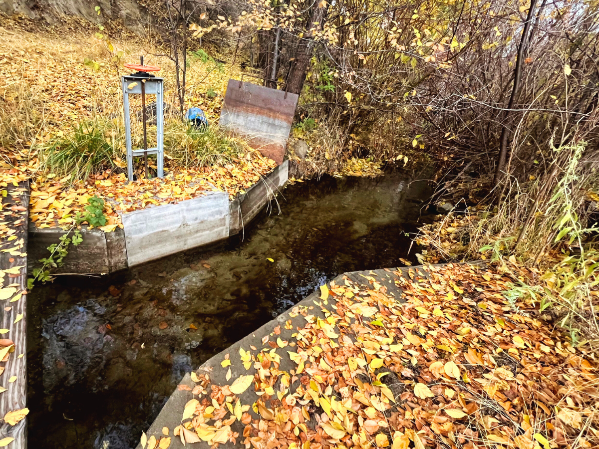 A creek flows through an irrigation diversion into reeds and rushes with autumn leaves around it.