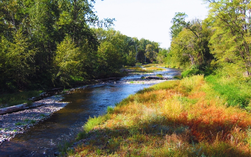 Mill Creek flows through wooded banks with marsh grass around it and parts of its rocky bed exposed.