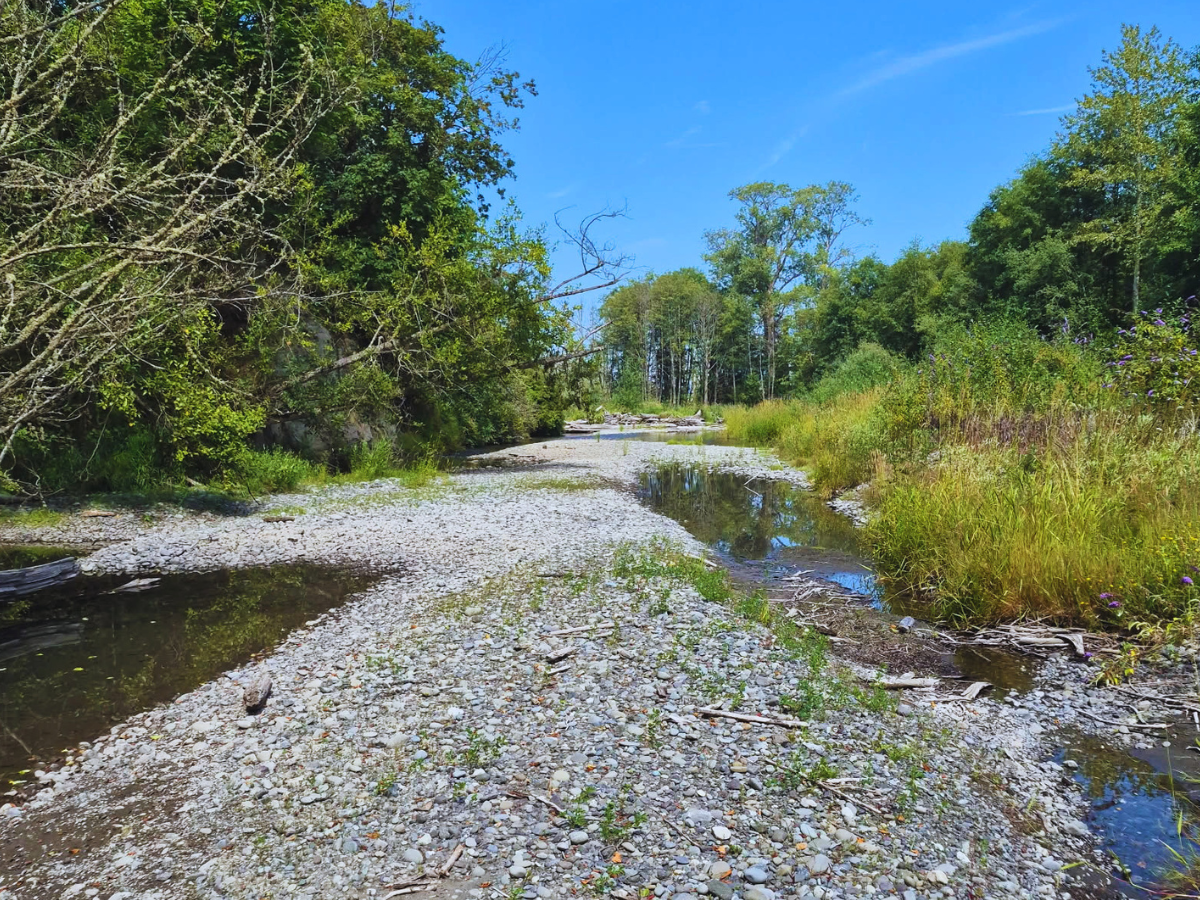 Dry rocky riverbed with sporadic water and marsh vegetation on the banks.